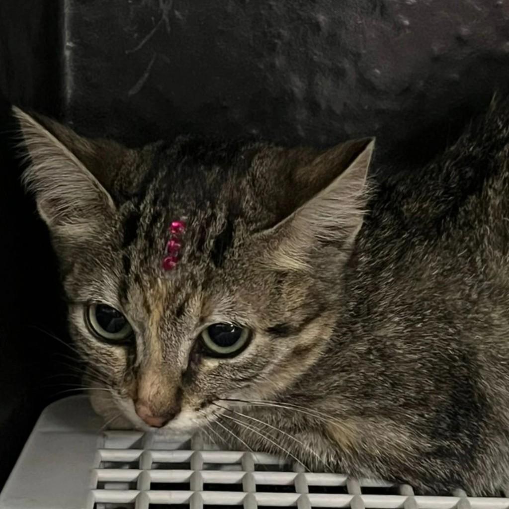 Tigresa, gato para adoção em São Lourenço do Oeste - SC