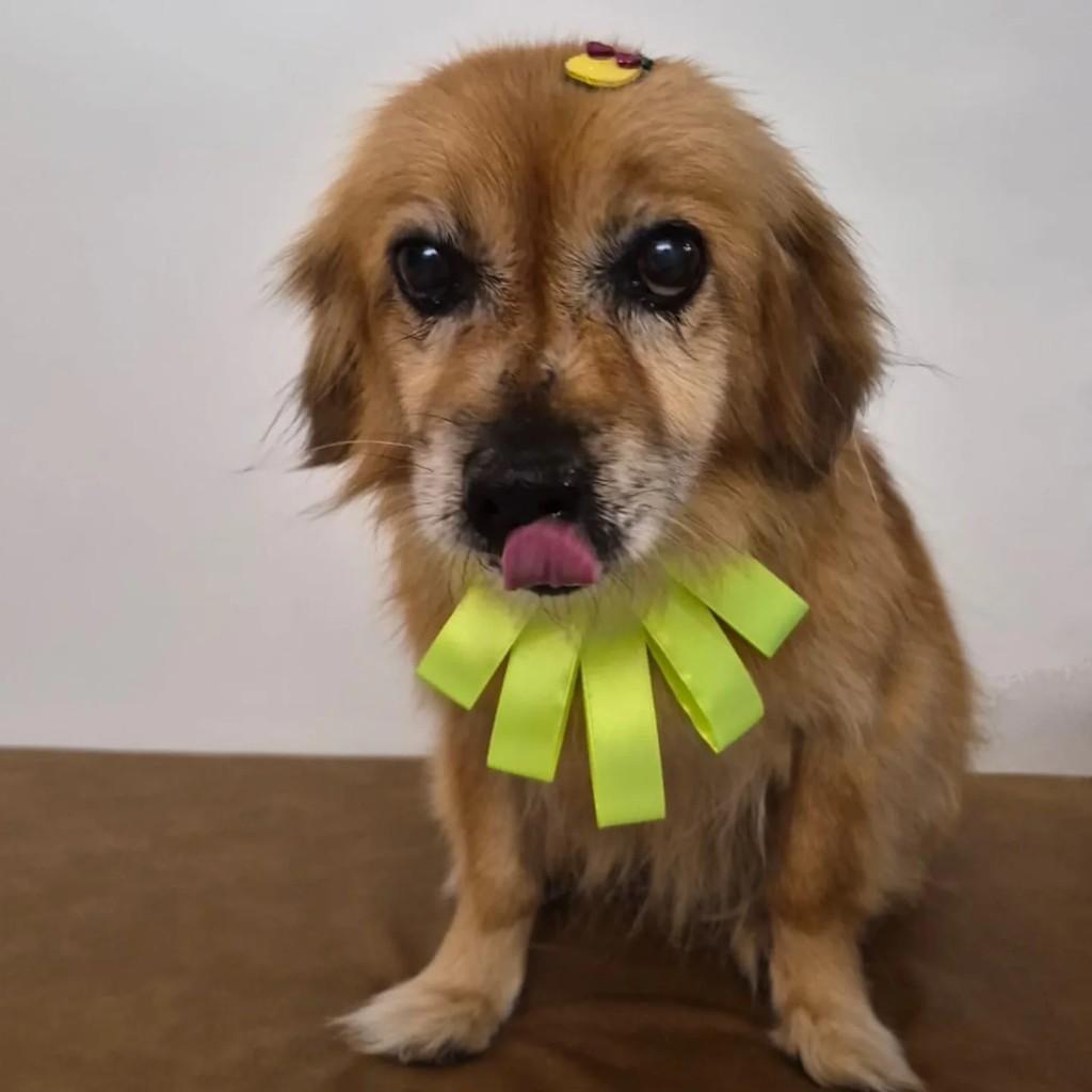Cloe, cachorro de porte pequeno para adoção em São Lourenço do Oeste - SC
