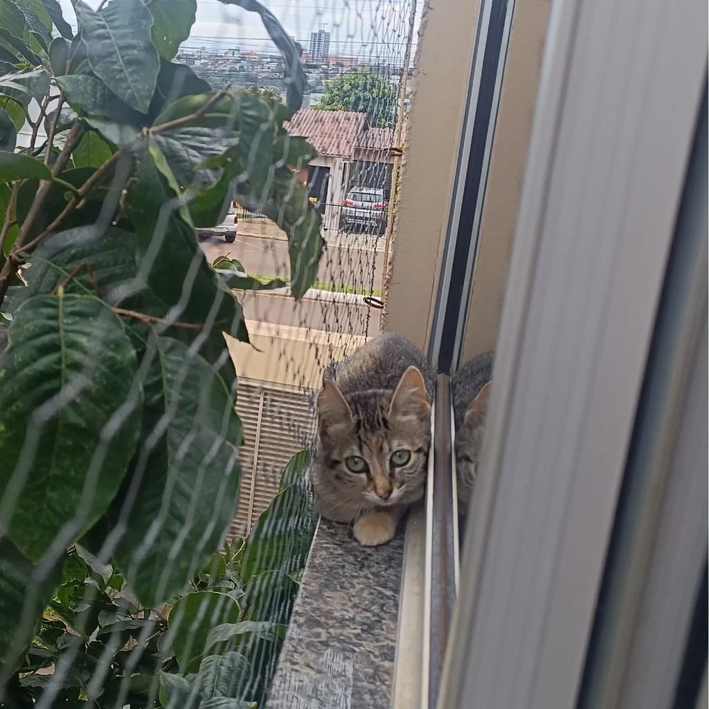 Última, gato de porte pequeno para adoção em São Lourenço do Oeste - SC