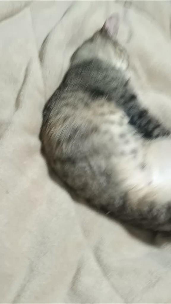 June Osborne, gato de porte médio para adoção em São Lourenço do Oeste - SC