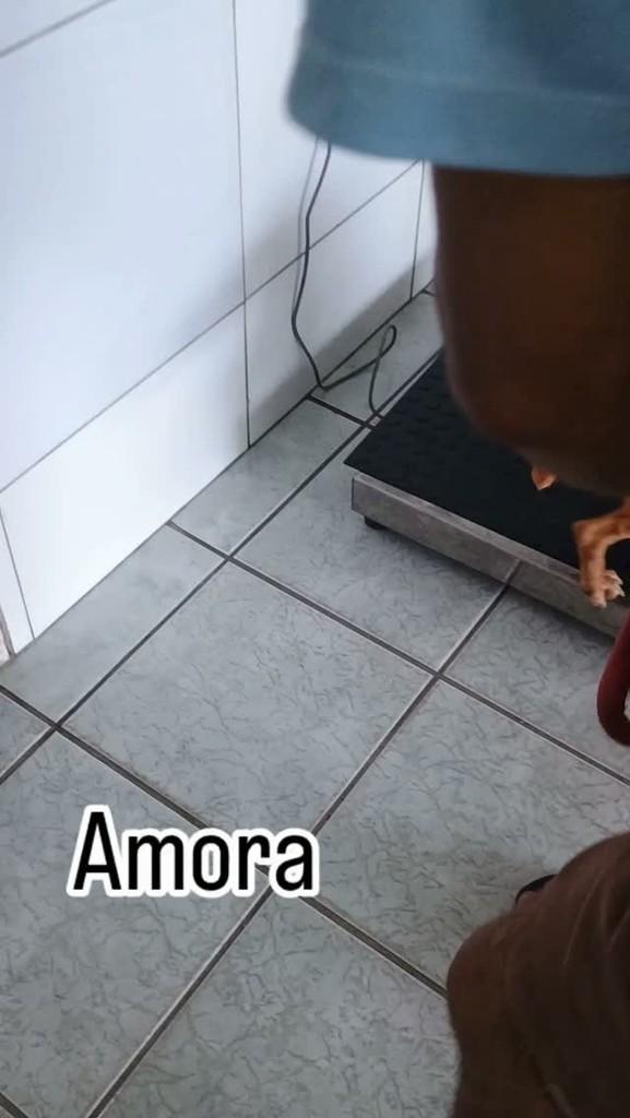 Amora, cachorro de porte grande para adoção em Igarassu - PE