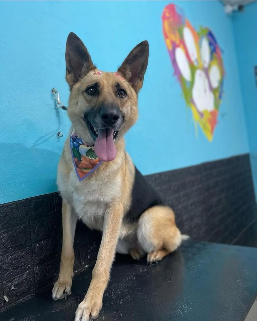 Atena, cachorro de porte médio para adoção em Extrema - MG