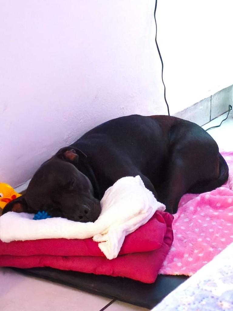 Dora, cadela de porte médio para adoção em Extrema - MG — foto 3 de 3