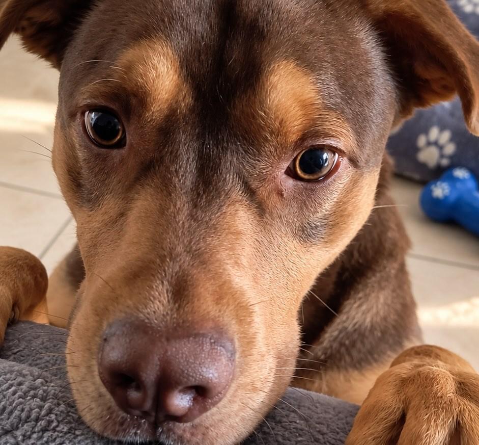 Thor, cachorro de porte médio para adoção em Extrema - MG — foto 2 de 2