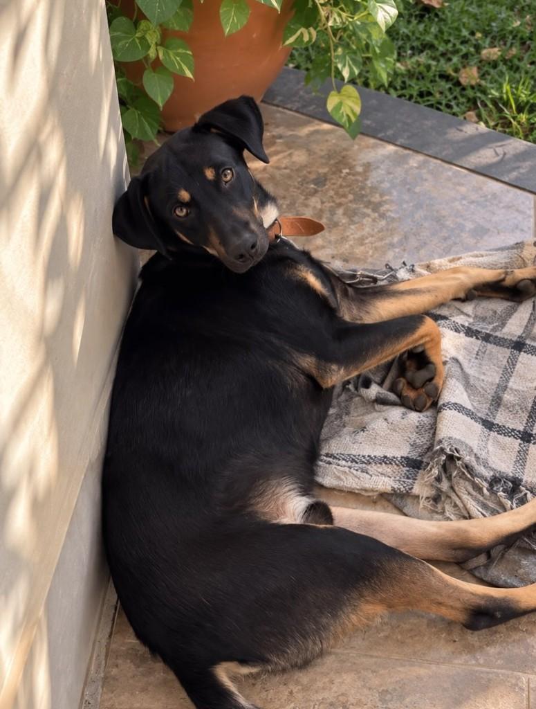Willes, cachorro para adoção em Extrema - MG