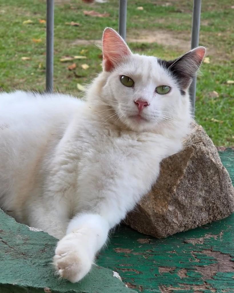 Plutonita, gato de porte médio para adoção em Rio de Janeiro - RJ