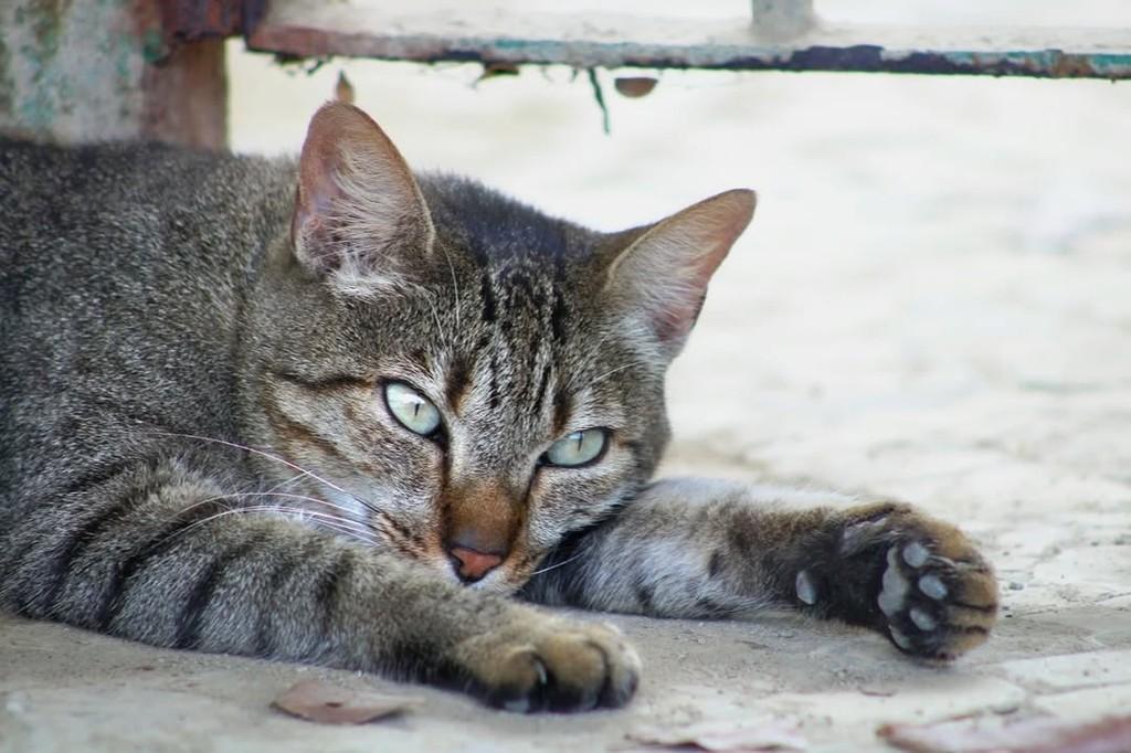 Falhada, gata de porte médio para adoção em Rio de Janeiro - RJ