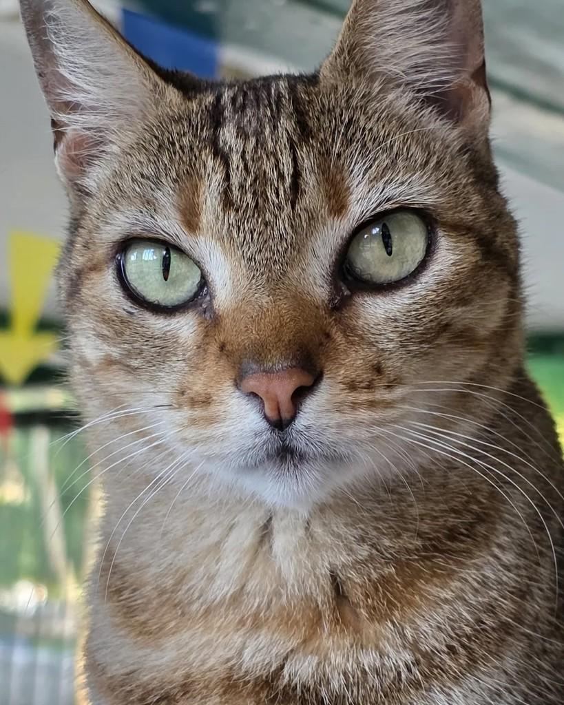 Tequila, gata de porte médio para adoção em Rio de Janeiro - RJ