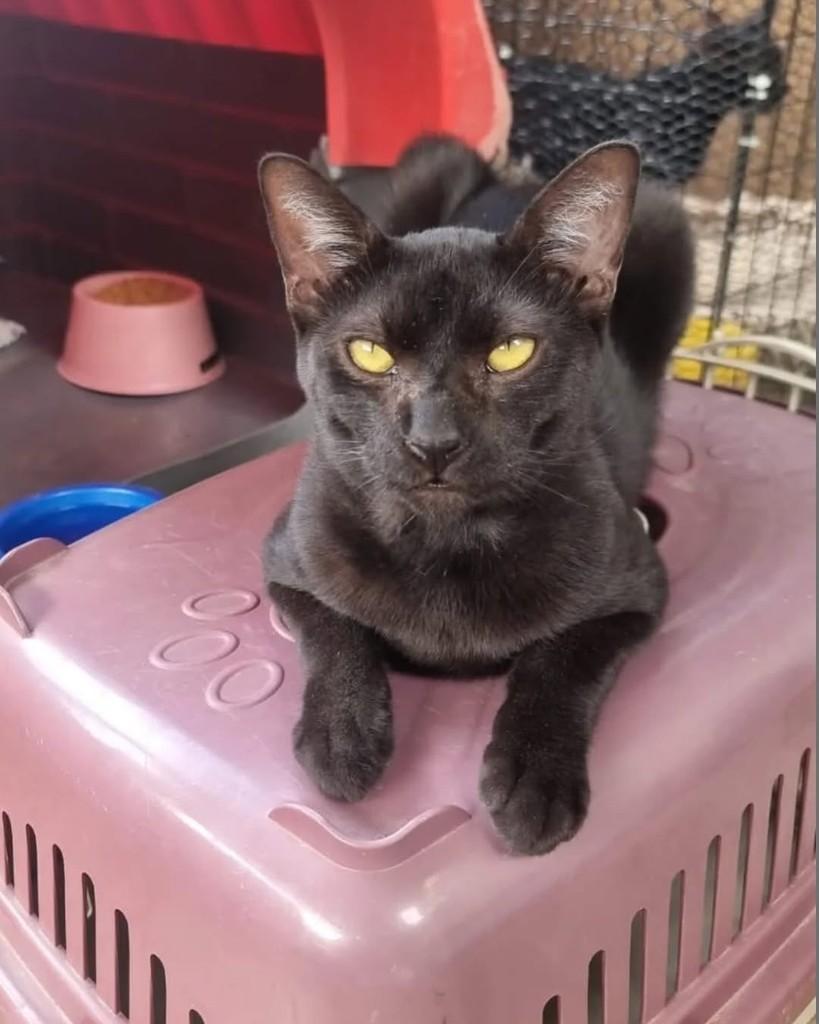 Nasus, gato de porte pequeno para adoção em Rio de Janeiro - RJ