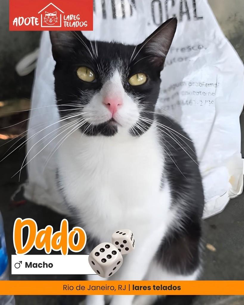 Dado, gato de porte pequeno para adoção em Rio de Janeiro - RJ