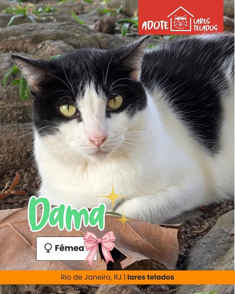 Dama, gato para adoção em Rio de Janeiro - RJ