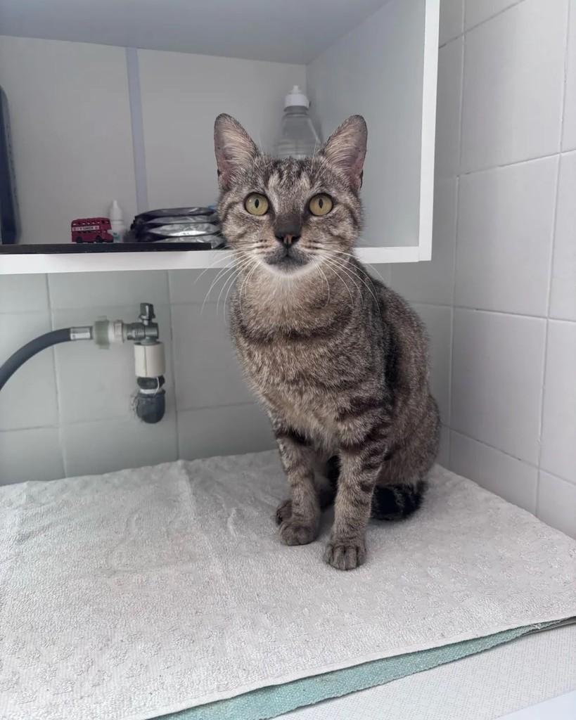 Mascavo, gato de porte pequeno para adoção em Rio de Janeiro - RJ
