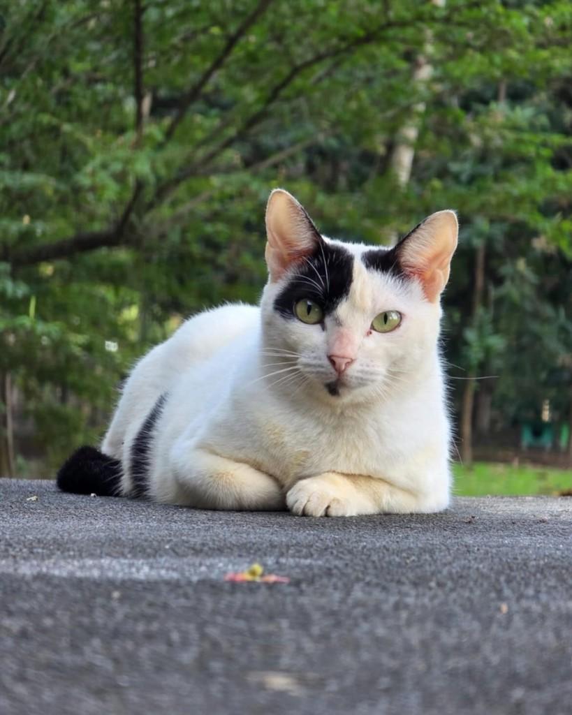 Wakame, gato de porte médio para adoção em Rio de Janeiro - RJ