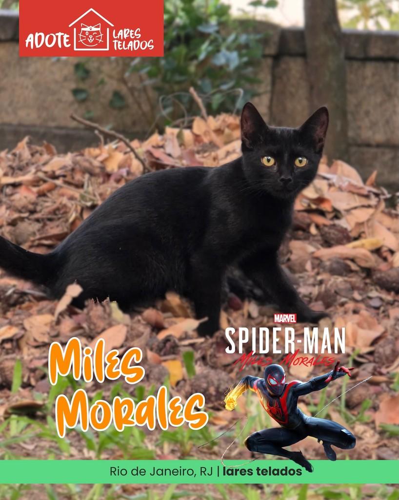 Miles Morales, gato de porte pequeno para adoção em Rio de Janeiro - RJ