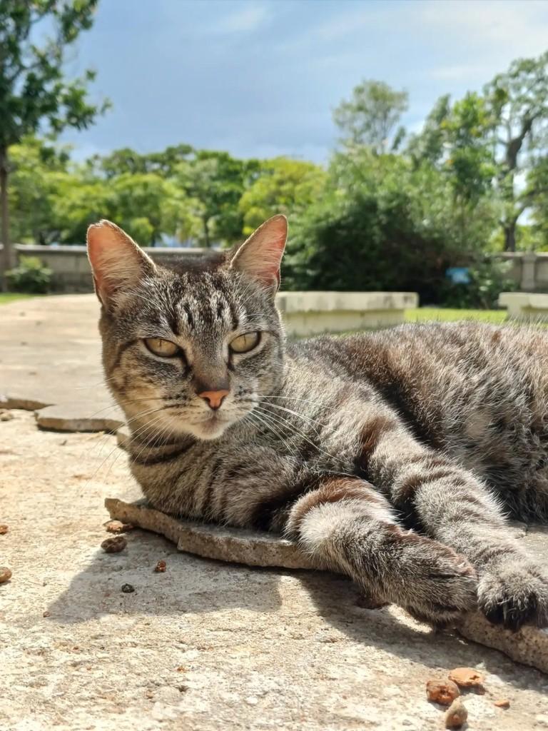 Hera, gata de porte médio para adoção em Rio de Janeiro - RJ