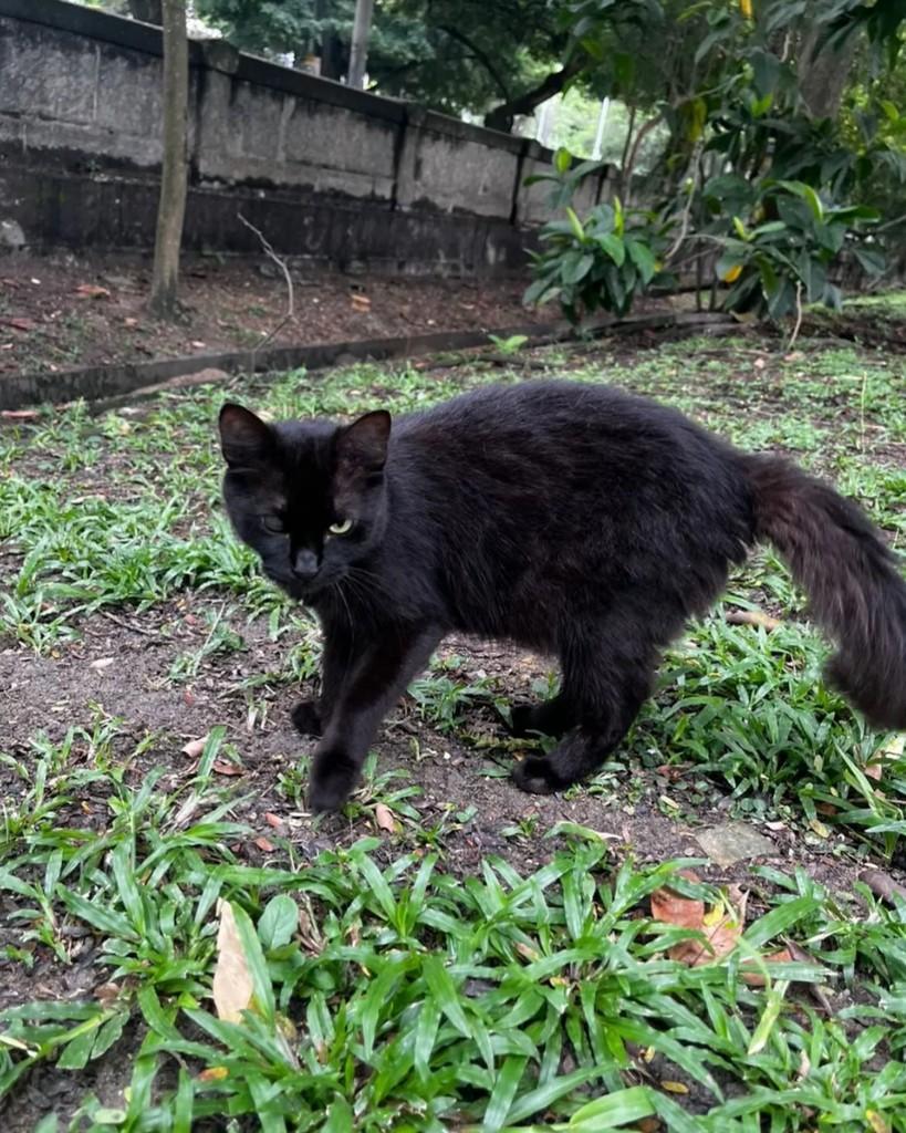 Fortella, gata de porte médio para adoção em Rio de Janeiro - RJ