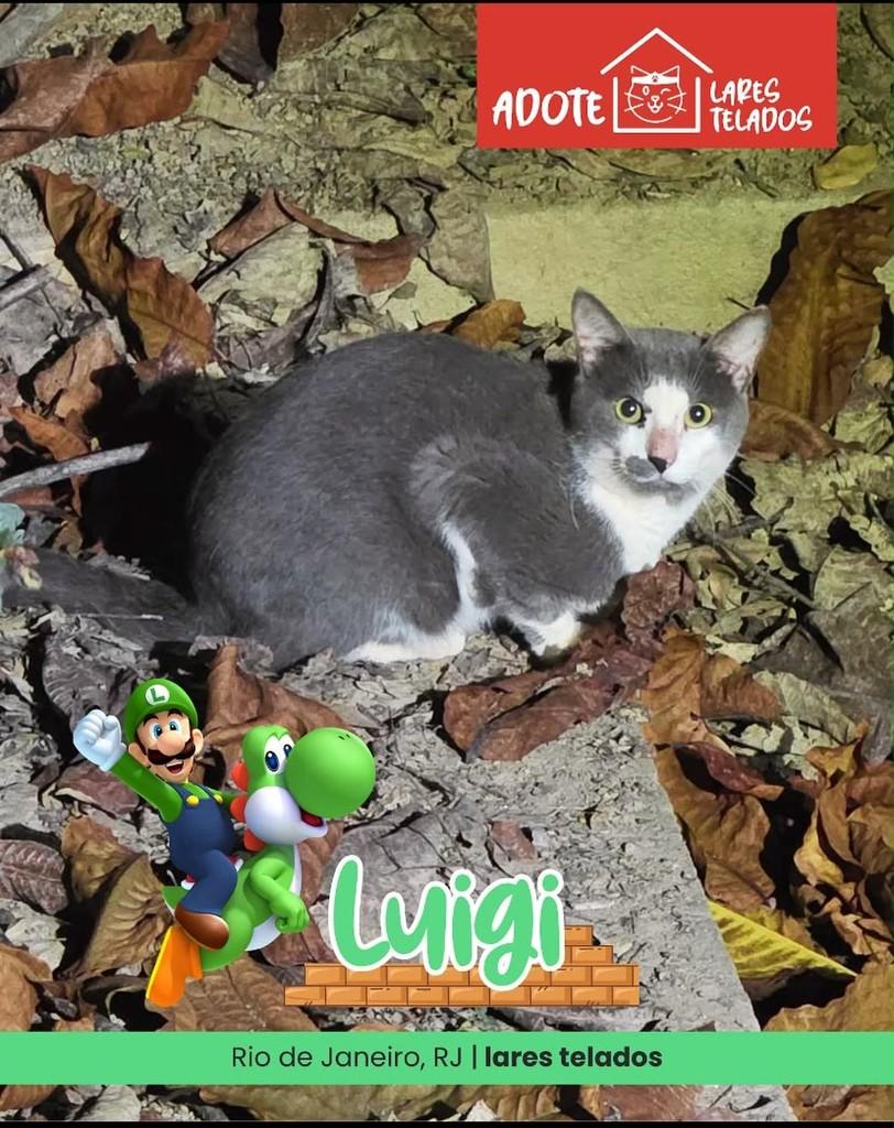 Luigi, gato de porte médio para adoção em Rio de Janeiro - RJ