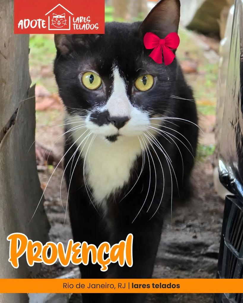 Provençal, gato para adoção em Rio de Janeiro - RJ