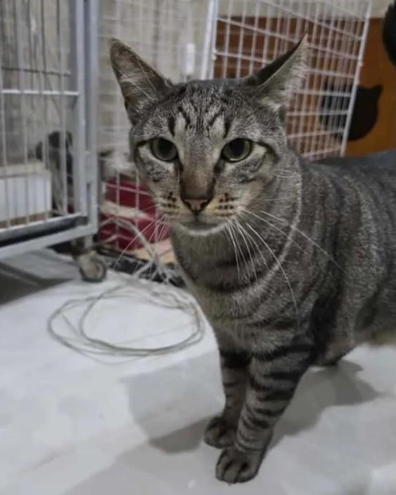 Jannik, gato de porte pequeno para adoção em Rio de Janeiro - RJ