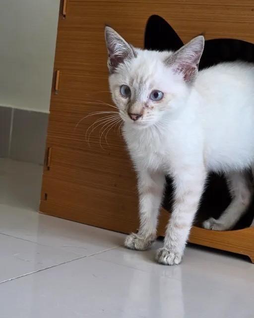 Robert, gato de porte pequeno para adoção em Rio de Janeiro - RJ