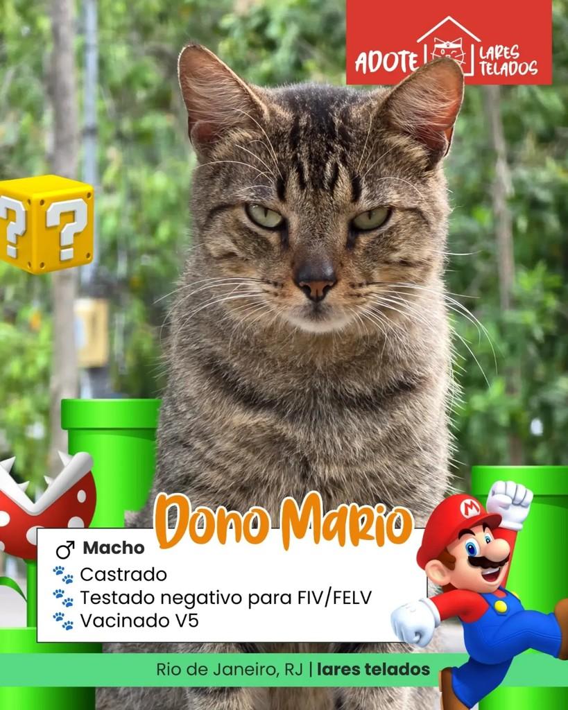 Mario, gato de porte médio para adoção em Rio de Janeiro - RJ