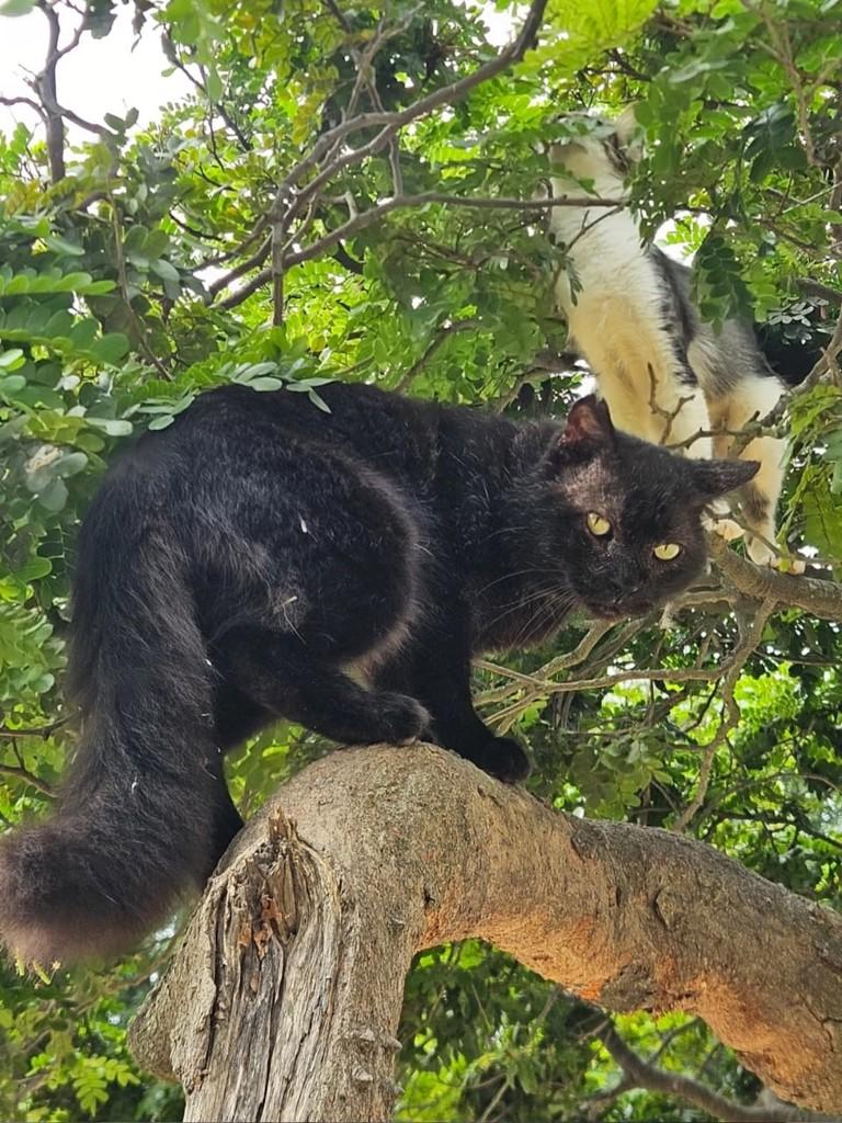 Thiaguinho, gato de porte médio para adoção em Rio de Janeiro - RJ