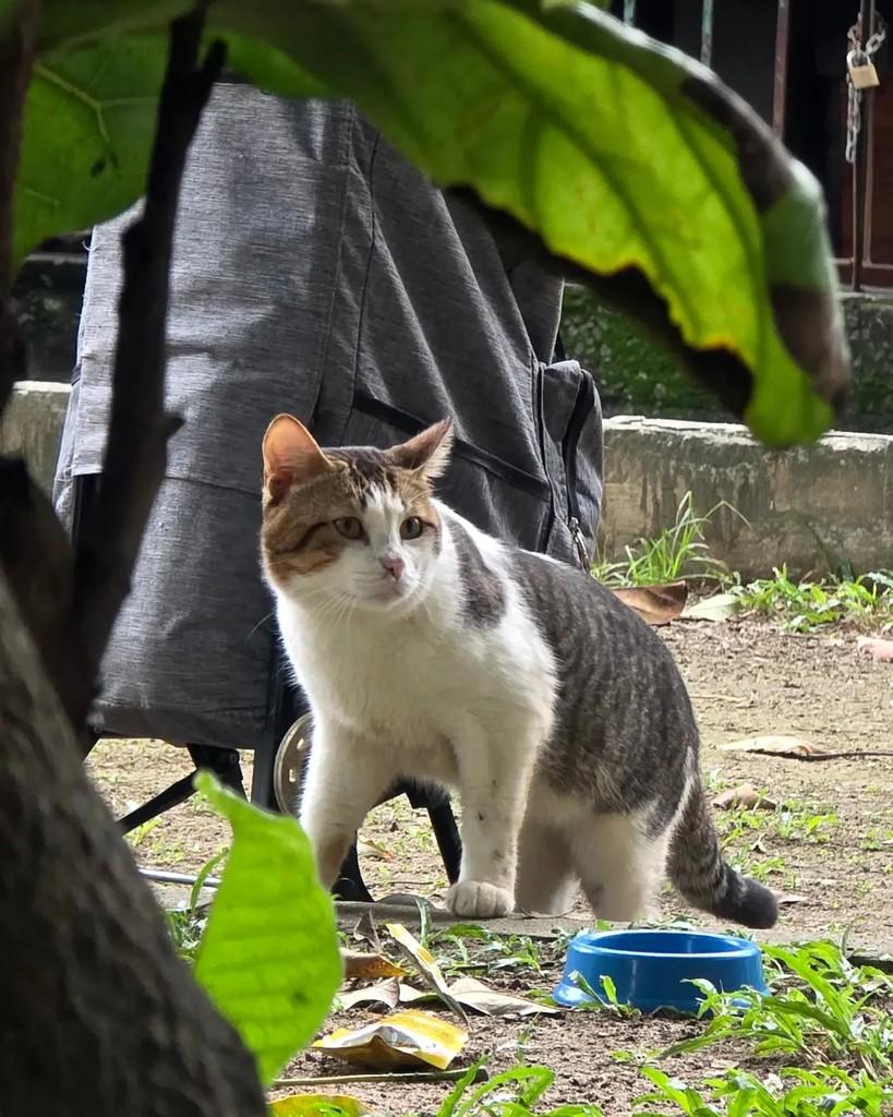 Vicente, gato de porte médio para adoção em Rio de Janeiro - RJ