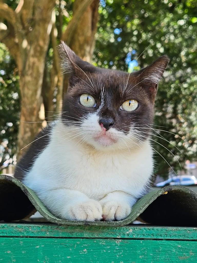 Ludmila, gata de porte médio para adoção em Rio de Janeiro - RJ