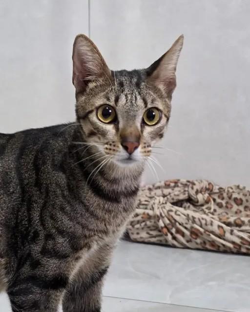 Orion, gato de porte pequeno para adoção em Rio de Janeiro - RJ