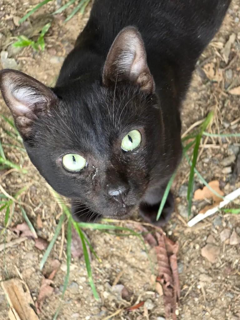 Alcaçuz, gato de porte médio para adoção em Rio de Janeiro - RJ