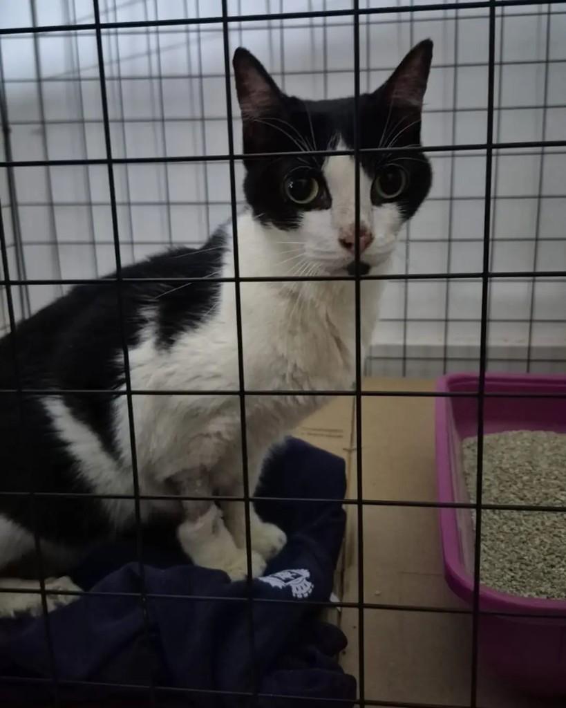 Kotik, gato de porte médio para adoção em Rio de Janeiro - RJ