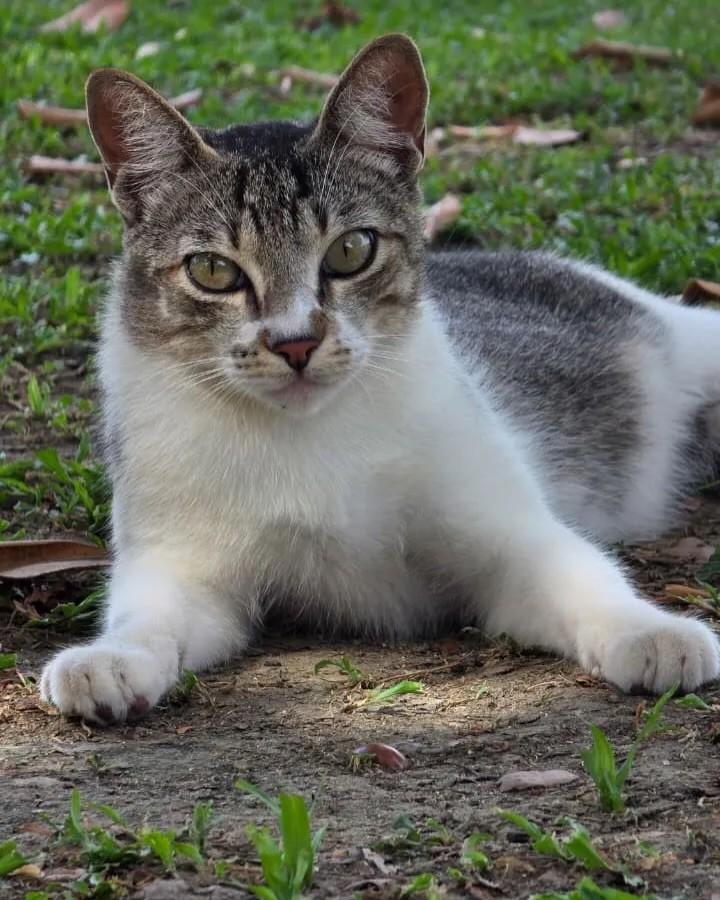 Pernoca, gato de porte médio para adoção em Rio de Janeiro - RJ