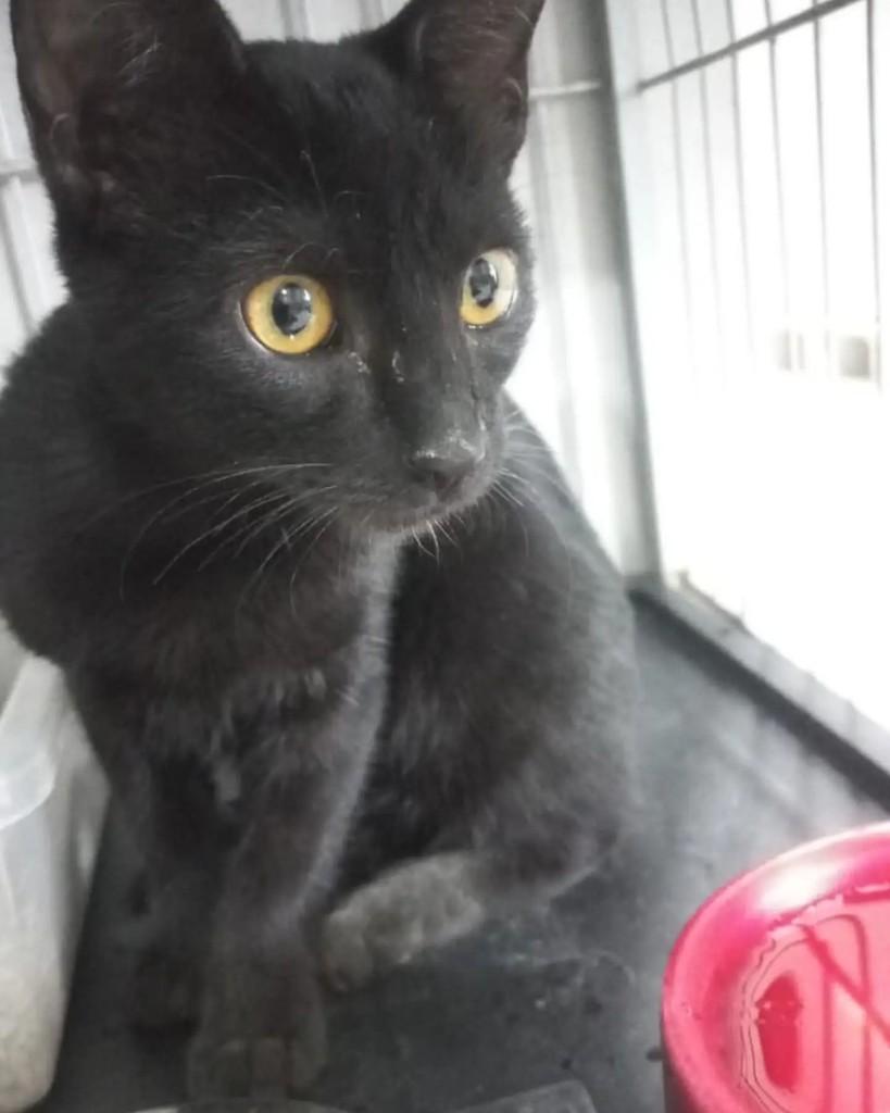Uriel, gato de porte pequeno para adoção em Rio de Janeiro - RJ