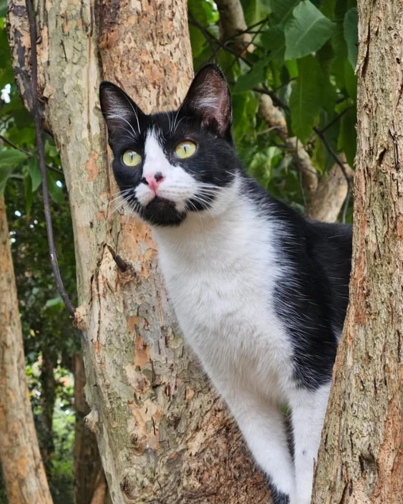 Atum, gato de porte médio para adoção em Rio de Janeiro - RJ