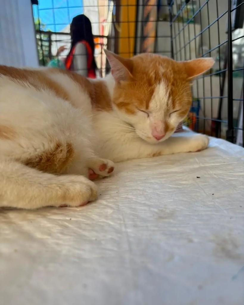Guga, gato de porte pequeno para adoção em Rio de Janeiro - RJ