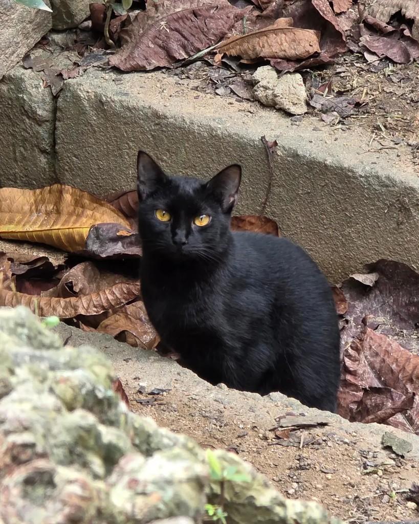 Frankie, gato de porte pequeno para adoção em Rio de Janeiro - RJ