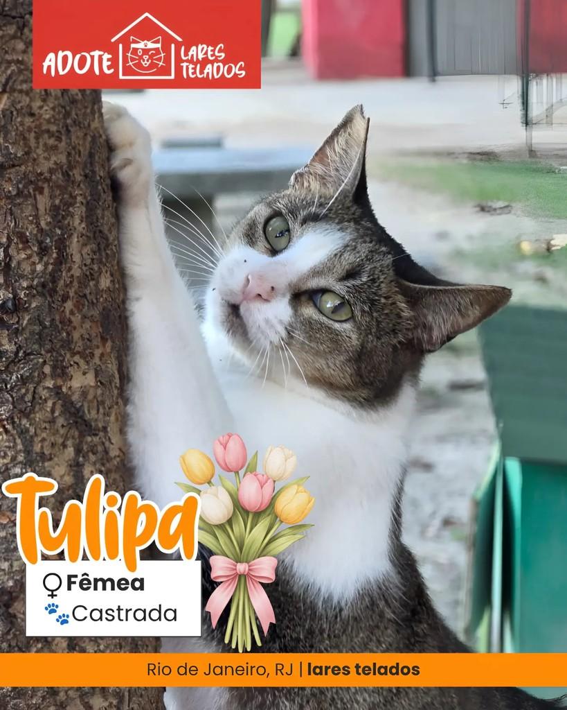 Tulipa, gata de porte médio para adoção em Rio de Janeiro - RJ