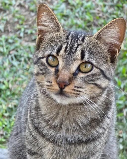 Tamarinda, gata de porte pequeno para adoção em Rio de Janeiro - RJ