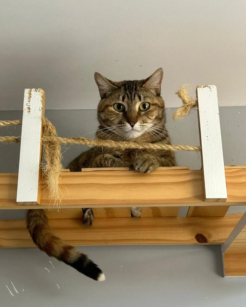 Outono, gata de porte médio para adoção em Rio de Janeiro - RJ