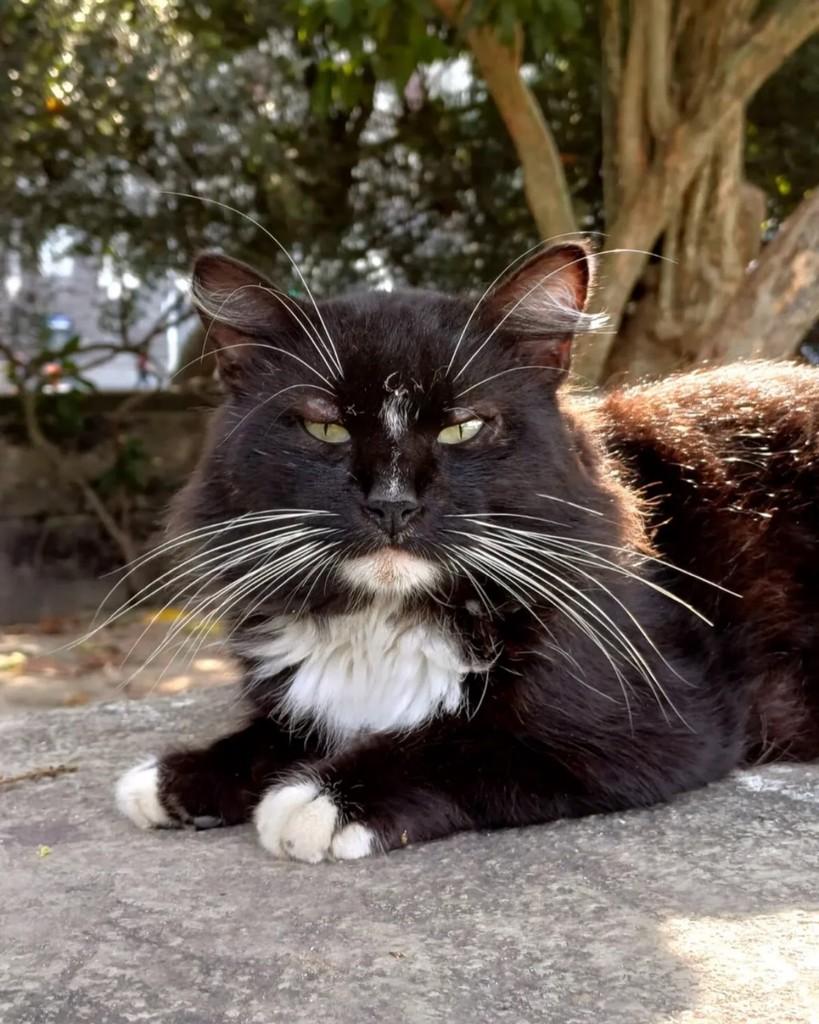 Snape, gato de porte médio para adoção em Rio de Janeiro - RJ