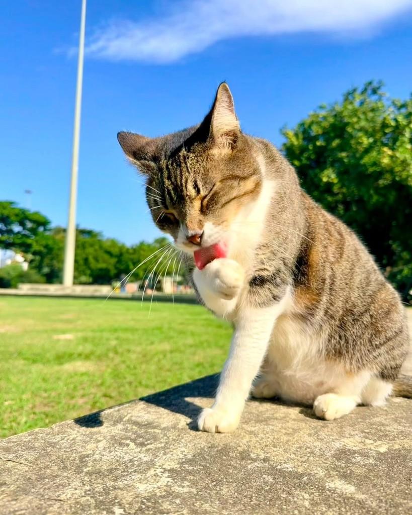Gergelim, gato de porte pequeno para adoção em Rio de Janeiro - RJ