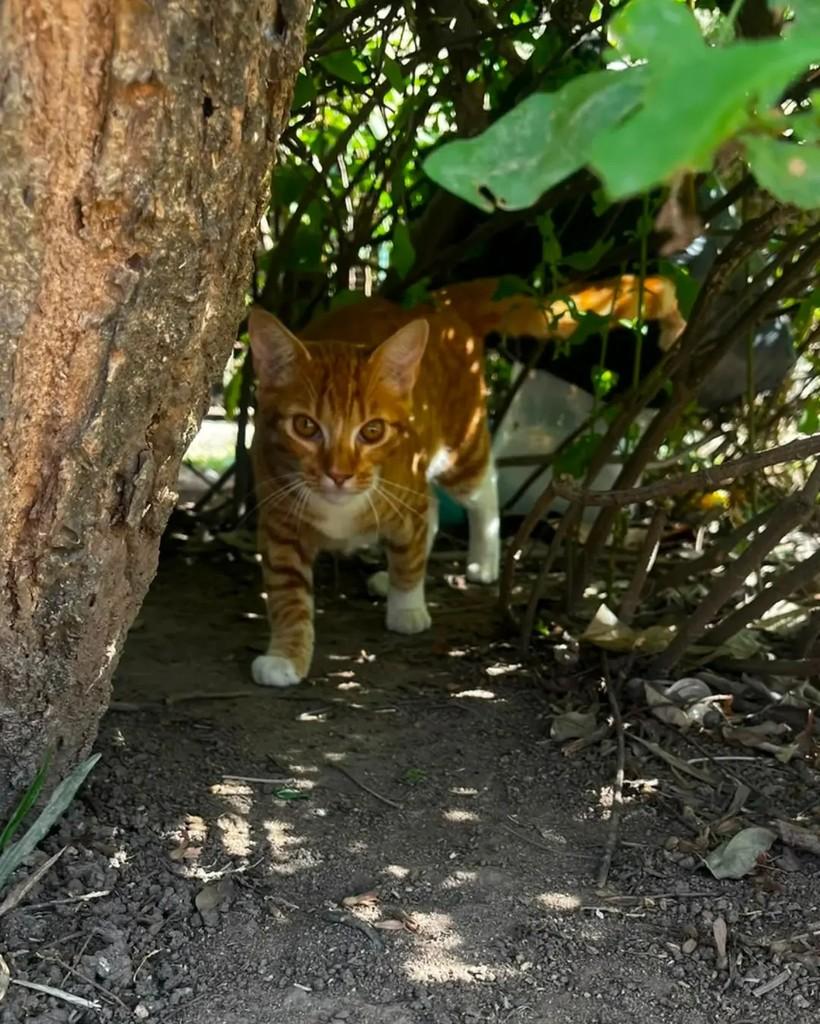 Dorato, gato de porte pequeno para adoção em Rio de Janeiro - RJ