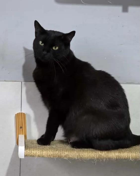 Eclipse, gato de porte médio para adoção em Rio de Janeiro - RJ