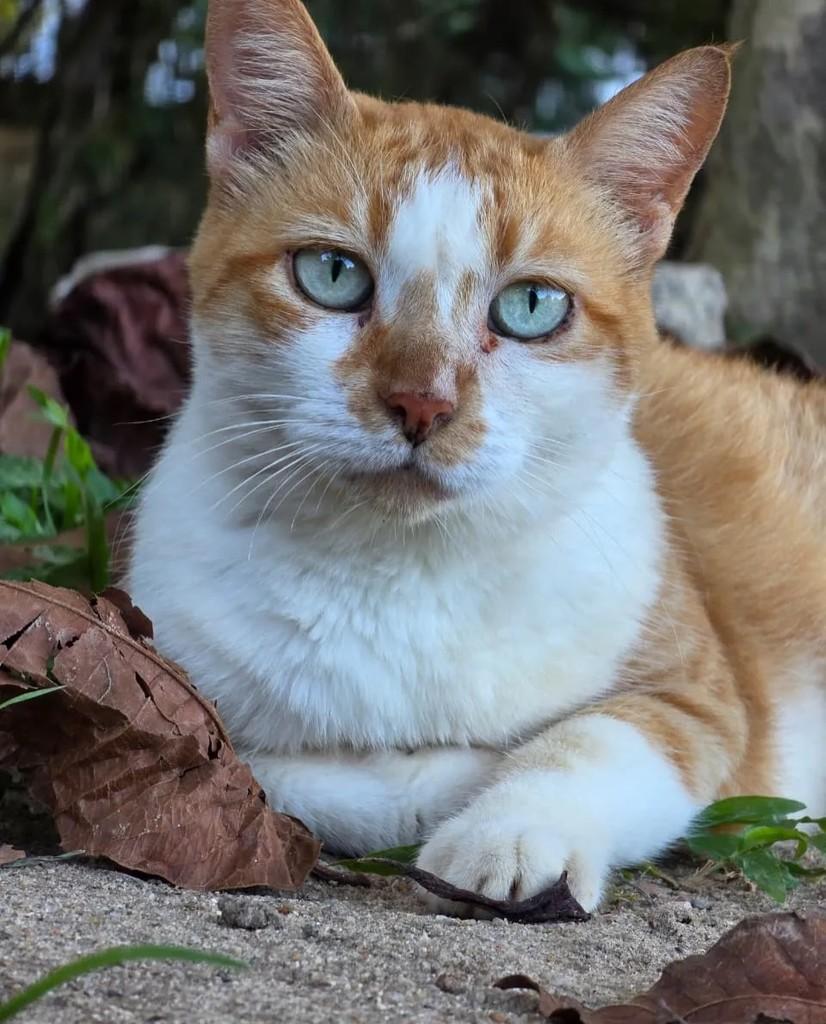 Roberta, gata de porte pequeno para adoção em Rio de Janeiro - RJ