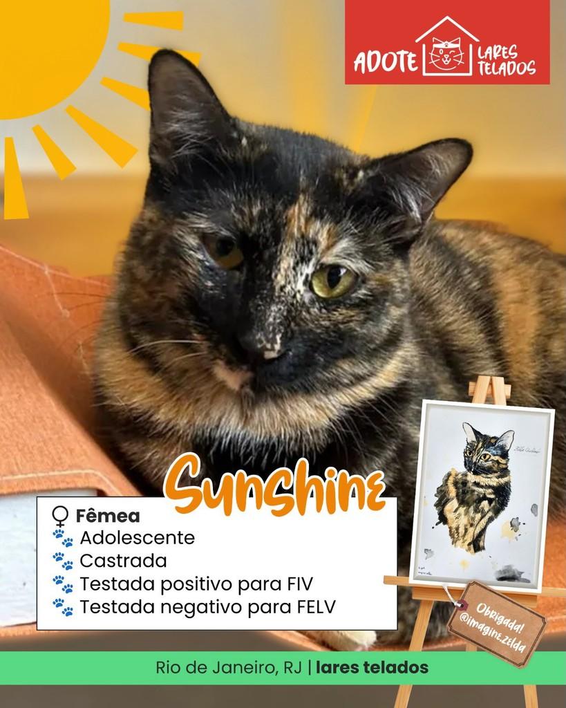 Sunshine, gata de porte pequeno para adoção em Rio de Janeiro - RJ