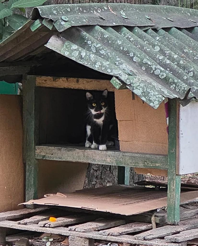 Pepita, gata de porte médio para adoção em Rio de Janeiro - RJ