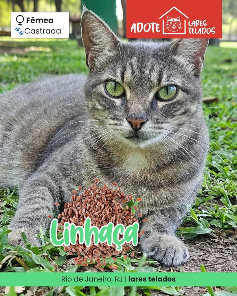 Linhaça, gata de porte médio para adoção em Rio de Janeiro - RJ