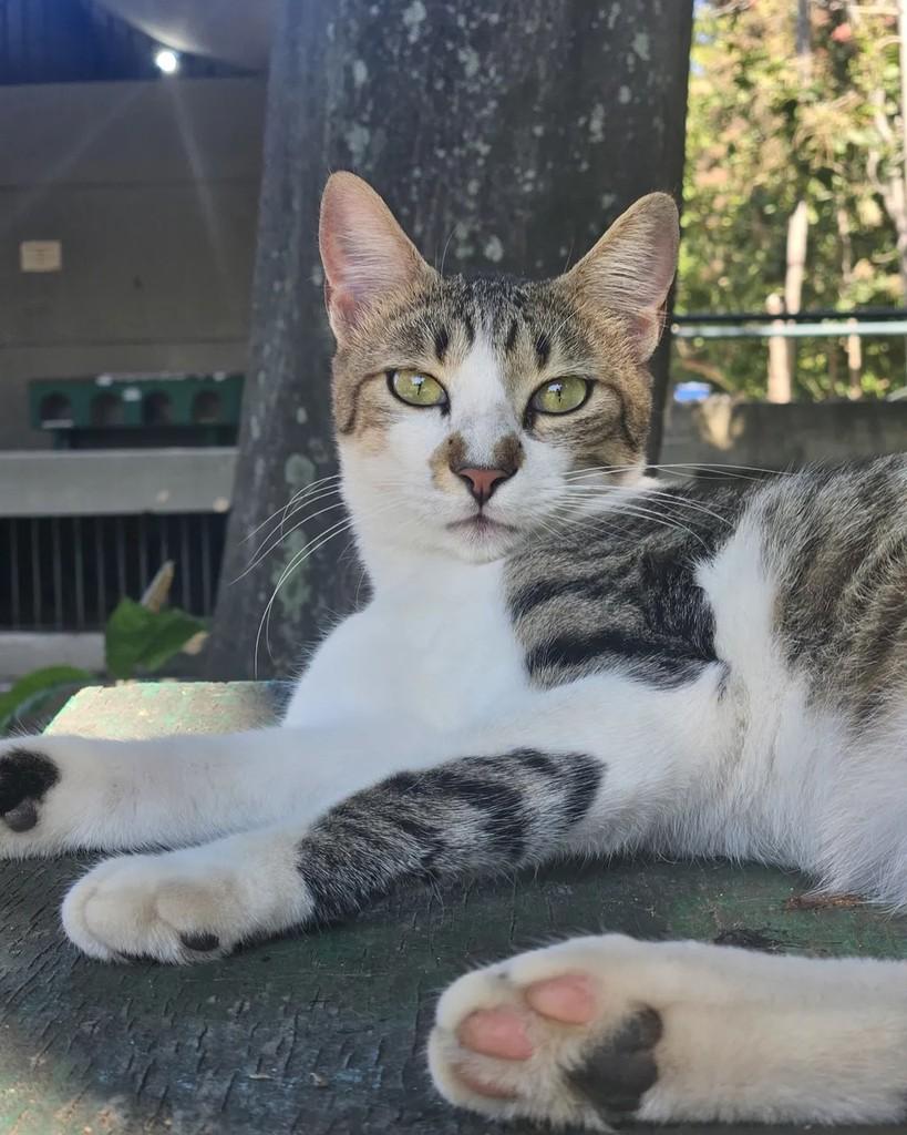 Gengibre, gato de porte médio para adoção em Rio de Janeiro - RJ
