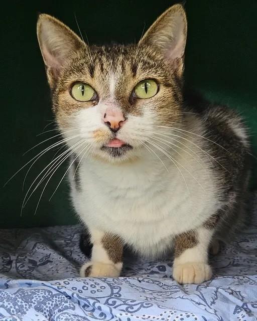 Greta, gata de porte pequeno para adoção em Rio de Janeiro - RJ