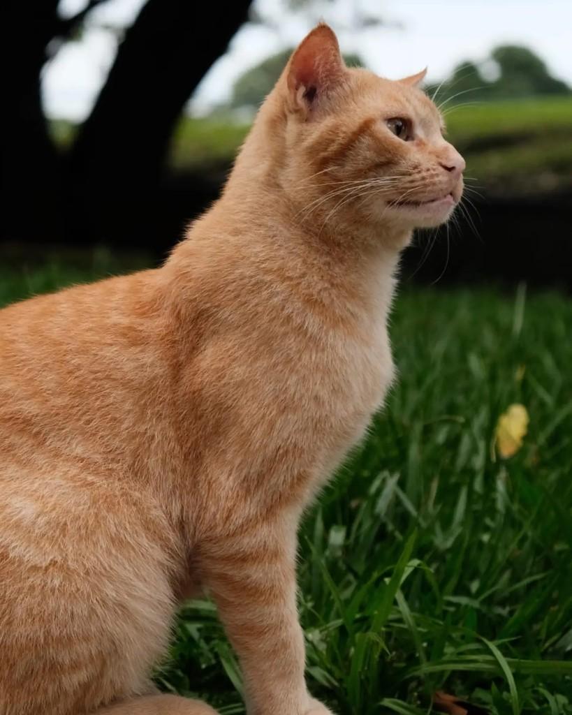 Russo, gato de porte médio para adoção em Rio de Janeiro - RJ